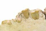 Fossil Titanothere (Megacerops) Jaw - South Dakota #300031-6